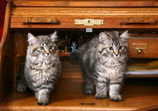 American Bobtail Kittens photo by Tetsu Yamazaki Animal Photography
