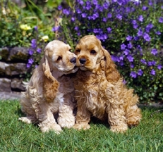 American_Cocker_Spaniel_puppies