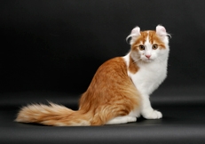 American Curl photo by Tetsu Yamazaki Animal Photography