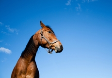 Arab, Photo © Animal Photography, Anita Peeples