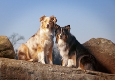 Australian_Shepherd_Dog_Robin_Burkett