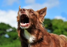 Barking Border Collie by Animal Photography, Sam Clark