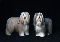 Bearded_Collie_photo_Robin_Burkett