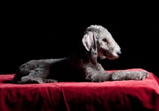 Bedlington_Terrier_photo_Robin_Burkett