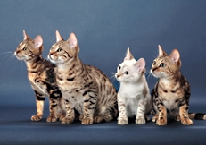 Bengal kittens photo by Tetsu Yamazaki Animal Photography