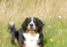 Bernese_Mountain_Dog_photo_Eva_Maria_Kramer