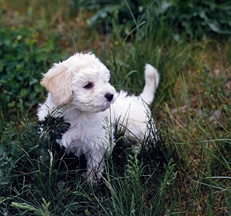 Bichon_Bolognese_puppy_photo_Sally_Anne_Thompson