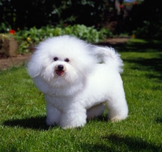 Bichon_Frise_photo_Sally_Anne_Thompson