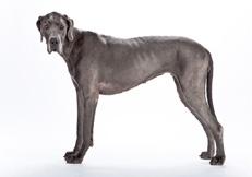 Blue_Great_Dane