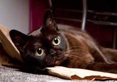 Bombay cat photo by Robin Burkett Animal Photography