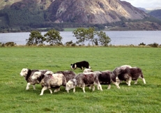 Border_Collie_Herding_© Sally Anne Thompson