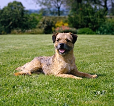 Border_Terrier_photo_Sally_Anne_Thompson