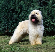 Bouvier_des_Flandres_photo_Sally_Anne_Thompson