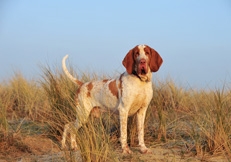 Bracco Italiano photo by Eva Maria Kramer