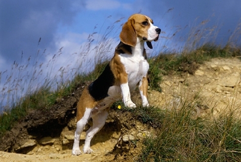 Breed example picture of Beagle