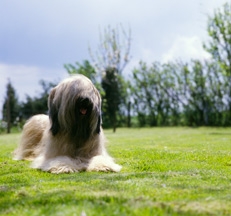 Briard_photo_Sally_Anne_Thompson