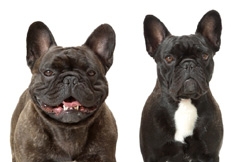 Brindle_French_Bulldogs