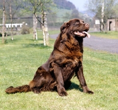 Brown_Newfoundland_Dog