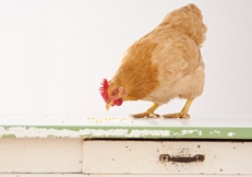 Buff_Orpington_Chicken_Barbara_OBrien