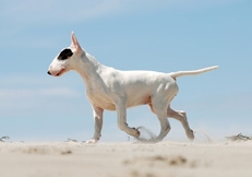 Bull_Terrier_Alice_van_Kempen