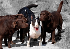 Bull Terrier and Labrador retrievers, Photo © Animal Photography, Alice van Kempen 