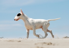 Bull Terrier photo Animal Photography, Alice van Kempen