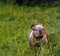 Bulldog_photo_Sally_Anne_Thompson