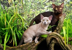Burmese kittens photo by Alan Robinson Animal Photography