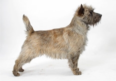 Cairn_Terrier_photo_Animal_Photography_Tetsu_Yamazaki