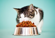 Cat Eating out of bowl by Animal Photography, Anita Peeples