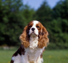 Cavalier_King_Charles_outdoors