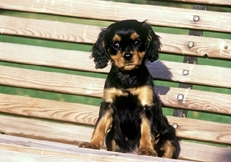 Cavalier_King_Charles_puppy
