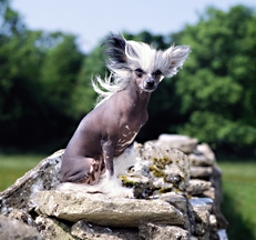 Champion Chinese crested dog, Photo © Animal Photography, Sally Anne Thompson 