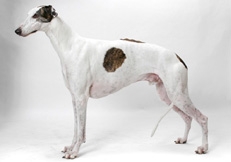 Champion Greyhound Photo © Tetsu Yamazaki