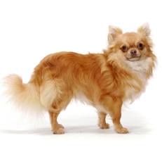 Chihuahua_longhaired_thmb