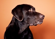 Chocolate_Labrador_Anita_Peeples