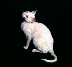 Cornish Rex cat photo by Sally Anne Thompson Animal Photography