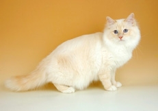 Cream_point_Birman