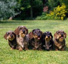 Dachshund_Groups