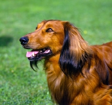 Dachshund_Longhaired_tmb