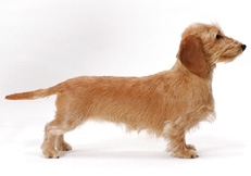 Dachshund_Miniature_Wirehaired