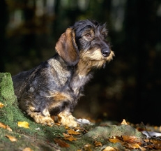 Dachshund_Outdoors