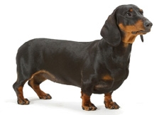 Dachshund_Smooth