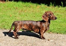 Dachshund_Smooth_thmb