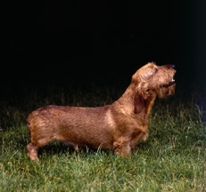 Dachshund_Wirehaired