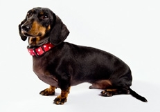 Dachshund_smooth_miniature_thmb