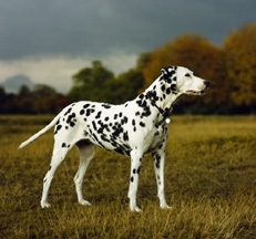 Dalmatian_Sally_Anne_Thompson