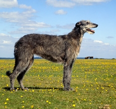 Deerhound_Sally_Anne_Thompson