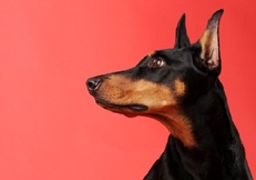 Dobermann_Pinscher