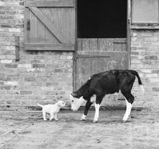 Dog_and_Cow_Photo_©_Animal_Photography_Sally_Anne_Thompson